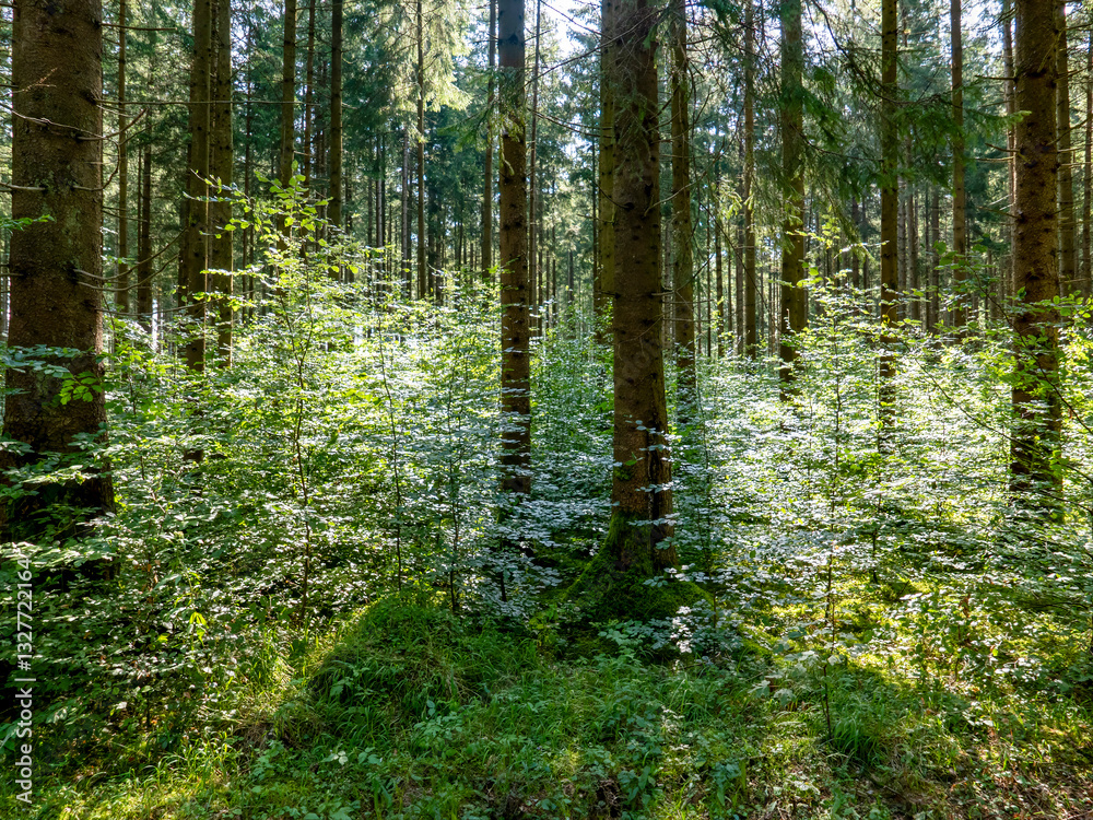 Obraz premium Landscape near Siegertsbrunn in Bavaria.