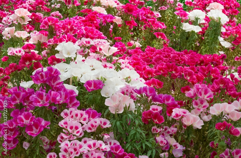 Photos of various garden flowers for decorative purposes. Photos of various garden flowers for decorative purposes.