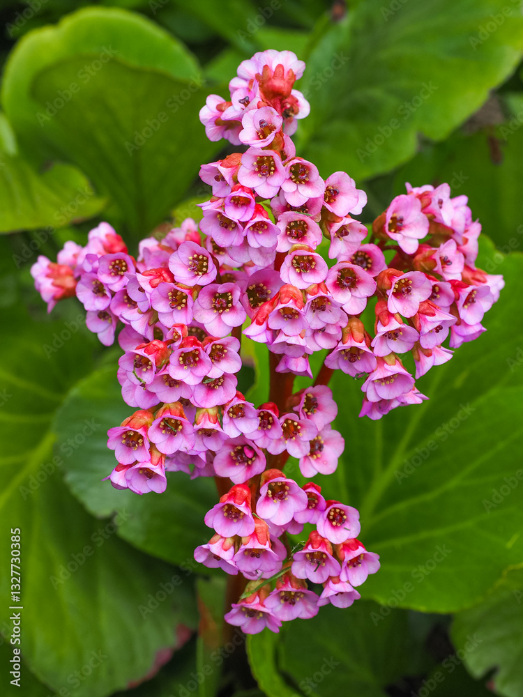 Elephants ears or Bergenia purpurascens with large, oval, glossy leaves and many purple flowers. Bergenia crassifolia or cordifolia is thick-leaved, flowering plant in the family Saxifragaceae. Elephants ears or Bergenia purpurascens with large, oval, glossy leaves and many purple flowers. Bergenia crassifolia or cordifolia is thick-leaved, flowering plant in the family Saxifragaceae.