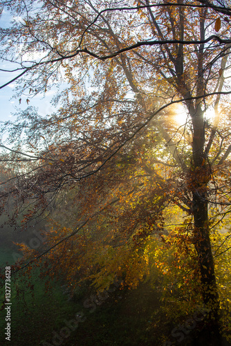 autumn in the forest