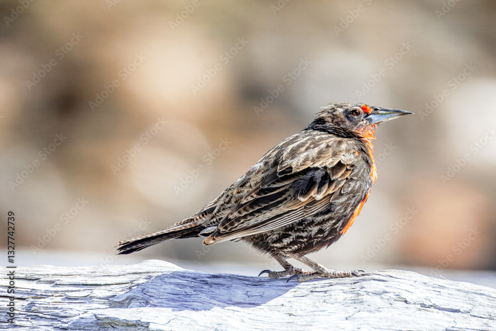 Φωτογραφία Long-tailed Meadowlark in Fireland, Argentina