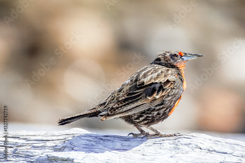 Photos Long-tailed Meadowlark in Fireland, Argentina