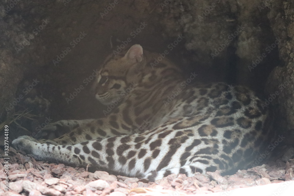 Naklejka premium PARC DES PYRENEES. FRANCE EUROPA. 