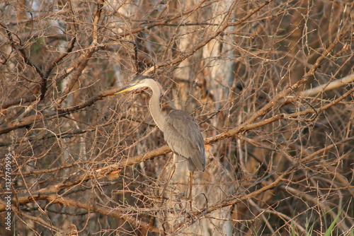 A heron siting in the branches of a tree