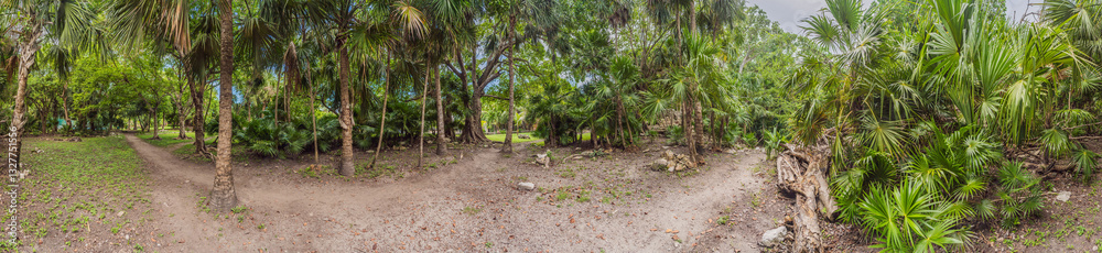Scenic panoramic pathway winding through lush Mexican jungle, surrounded by vibrant greenery and tropical plants. Adventure, nature exploration, and eco-tourism concept in a stunning natural setting