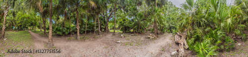 Scenic panoramic pathway winding through lush Mexican jungle, surrounded by vibrant greenery and tropical plants. Adventure, nature exploration, and eco-tourism concept in a stunning natural setting