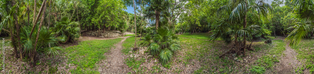 Scenic panoramic pathway winding through lush Mexican jungle, surrounded by vibrant greenery and tropical plants. Adventure, nature exploration, and eco-tourism concept in a stunning natural setting