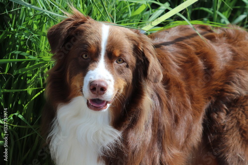 beautiful Australian shepherd looking at camera