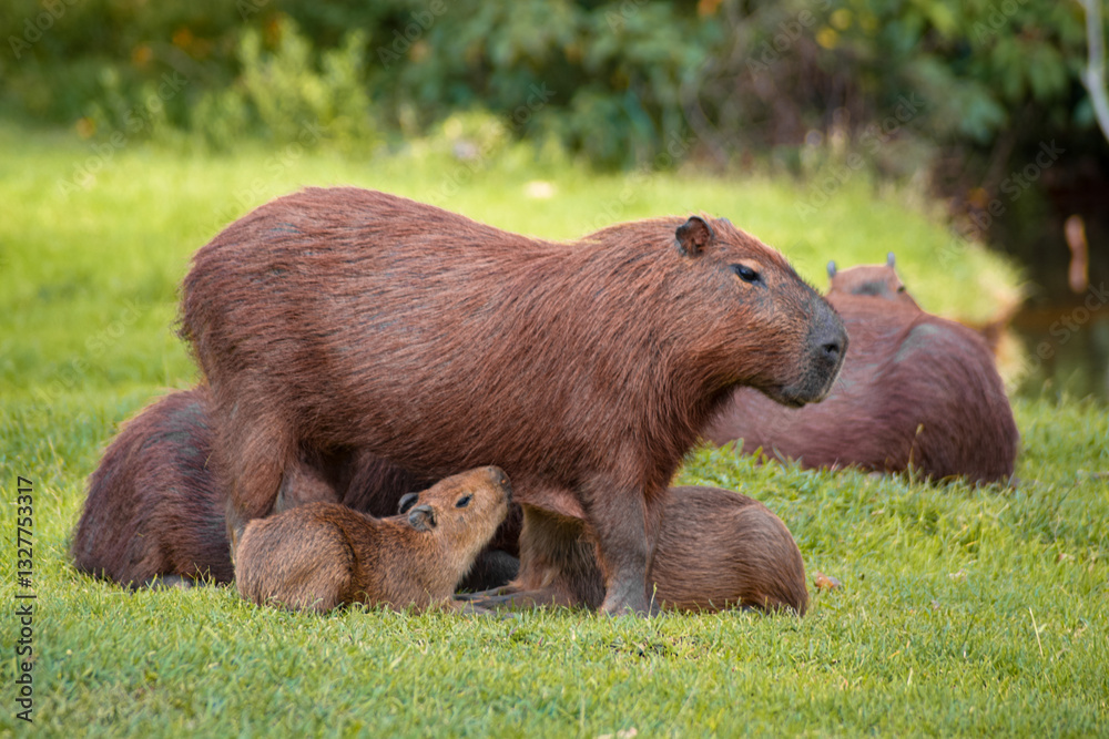 A nurturing capybara mother stands calmly as her young nurse, surrounded by lush green grass in a peaceful natural habitat A nurturing capybara mother stands calmly as her young nurse, surrounded by lush green grass in a peaceful natural habitat