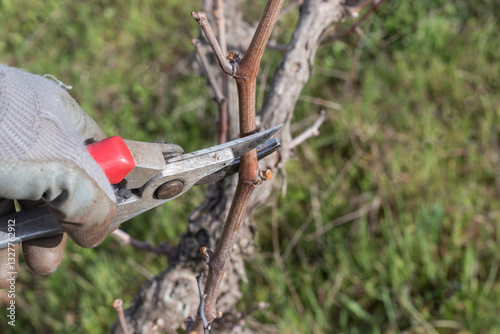 Pruning a vine with a pruner. Hand holding a pruner