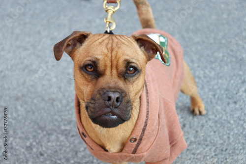 small dog with coat on and leash