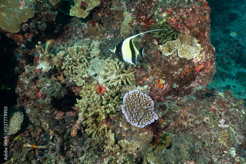 Zanclus cornutus, nome comune idolo moresco tra coralli duri e crinoidi