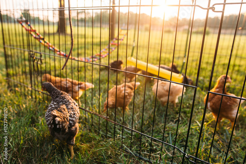 Hens in a chicken coop at sunset
