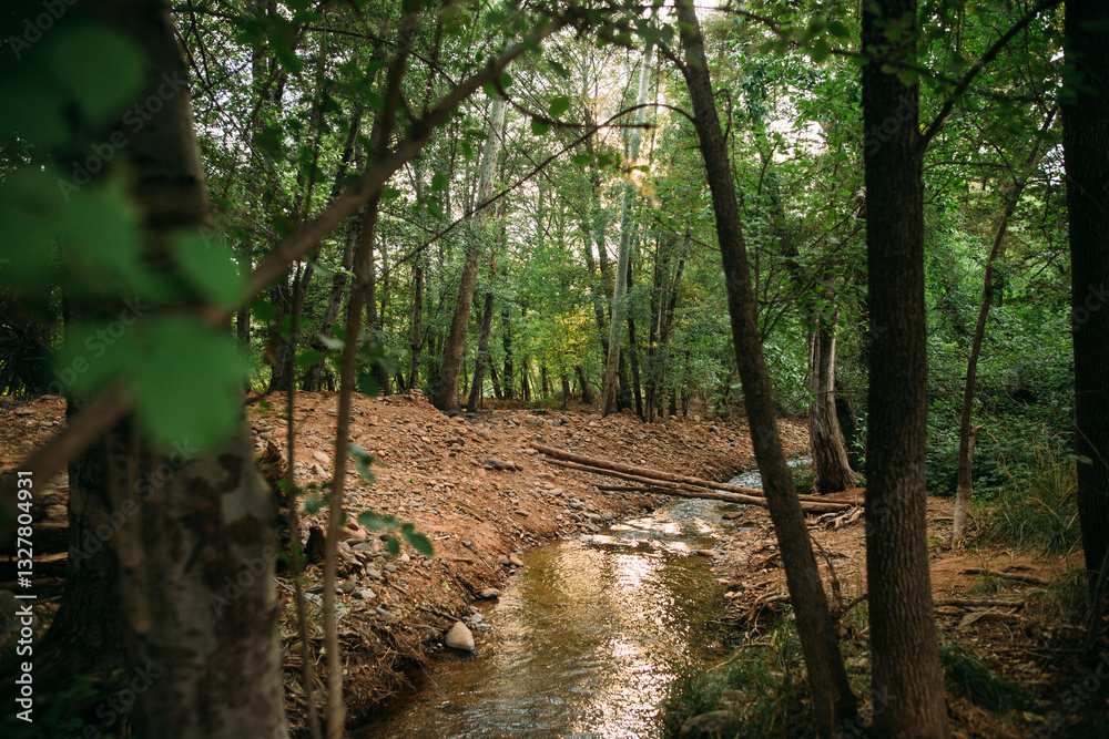 Creek running through the forest
