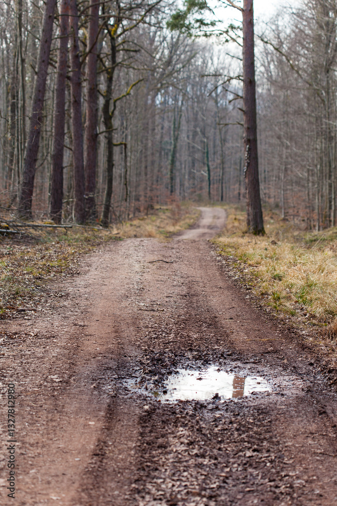 Fototapeta premium Springtime in forest with sand road and puddle