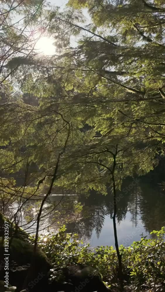 Morning sunlight through lush green trees with calm misty lake reflections. Peaceful nature background with sun glare and light reflecting on water surface. British Columbia, Canada. Morning sunlight through lush green trees with calm misty lake reflections. Peaceful nature background with sun glare and light reflecting on water surface. British Columbia, Canada.
