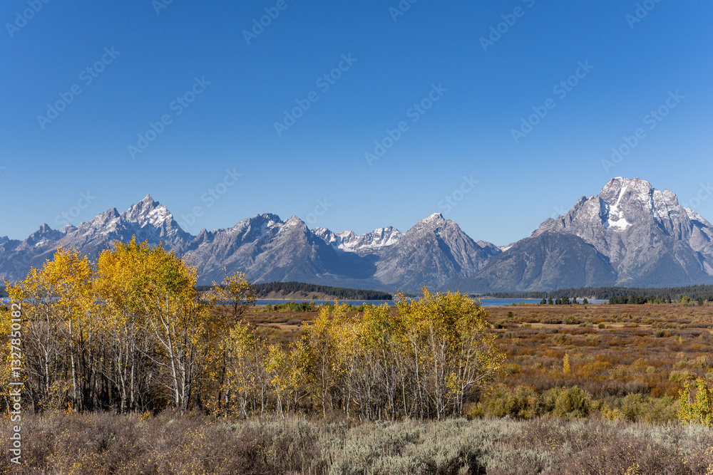 Obraz premium Populus tremuloides is a deciduous tree native to cooler areas of North America, quaking aspen,trembling aspen, American aspen, Willow Flats, Moran, Wyoming. Grand Teton National Park.