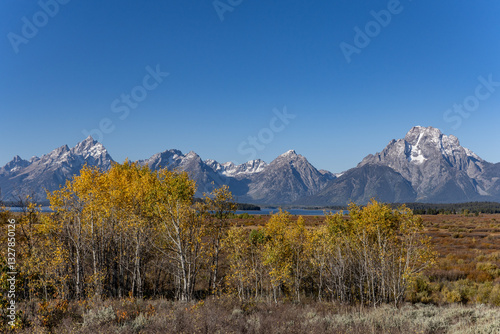 Populus tremuloides is a deciduous tree native to cooler areas of North America, quaking aspen,trembling aspen, American aspen, Willow Flats, Moran, Wyoming. Grand Teton National Park. 