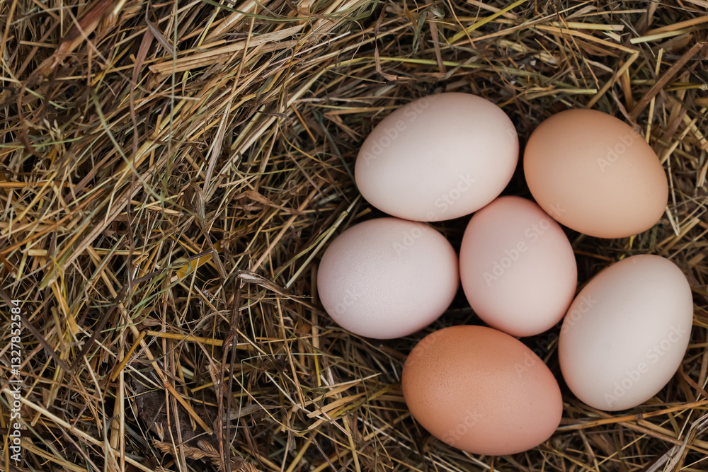 Fresh, natural chicken eggs from free-range hens with rich taste and high nutritional value. Fresh, natural chicken eggs from free-range hens with rich taste and high nutritional value.