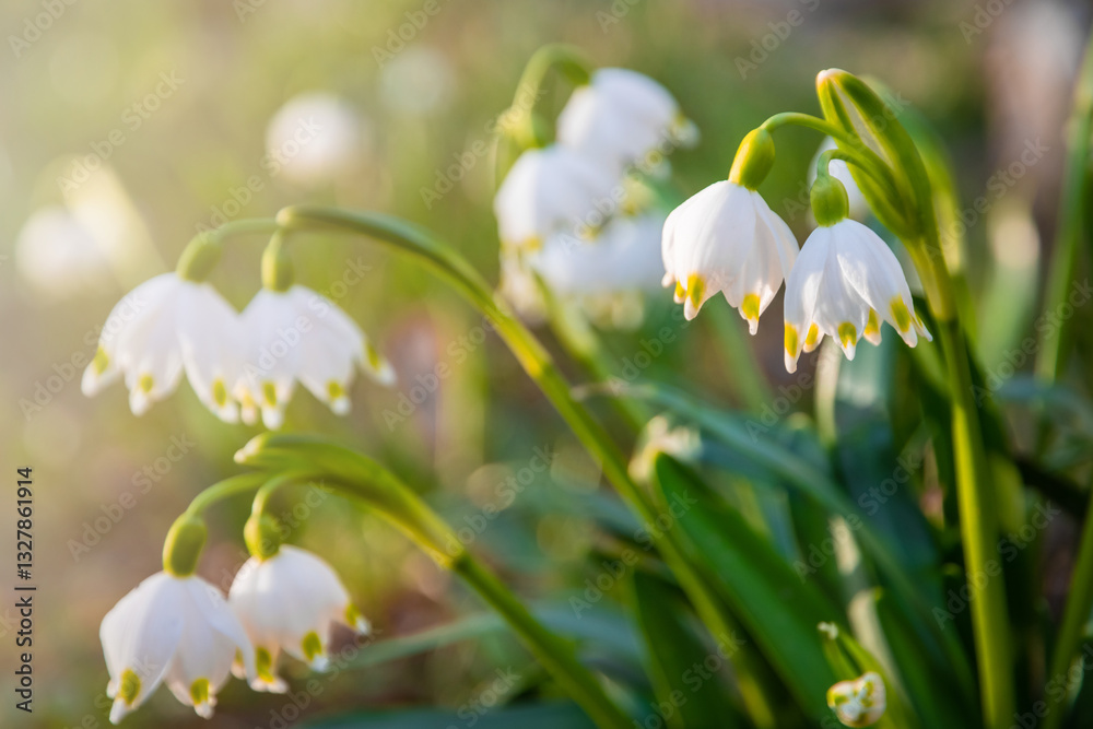 Beautiful White spring snowflake flowers blooming in the forest
