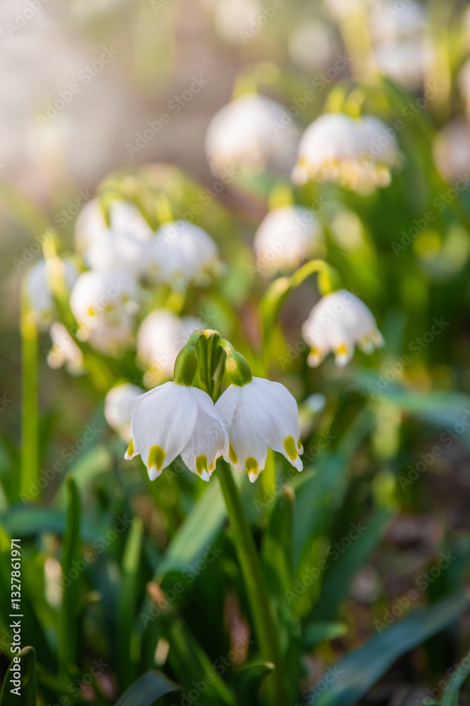 Beautiful White spring snowflake flowers blooming in the forest