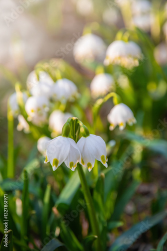 Obraz na płótnie Beautiful White spring snowflake flowers blooming in the forest w salonie