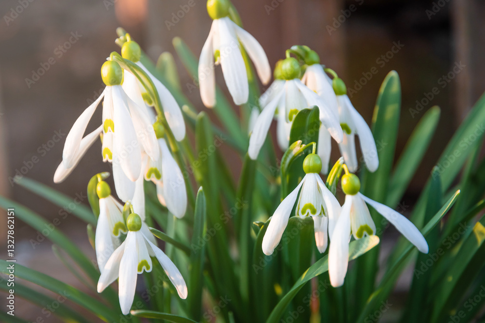 Beautiful Snowdrop wild flowers blooming in the garden