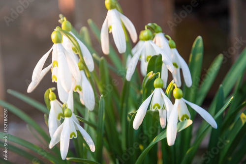 Obraz na płótnie Beautiful Snowdrop wild flowers blooming in the garden w salonie