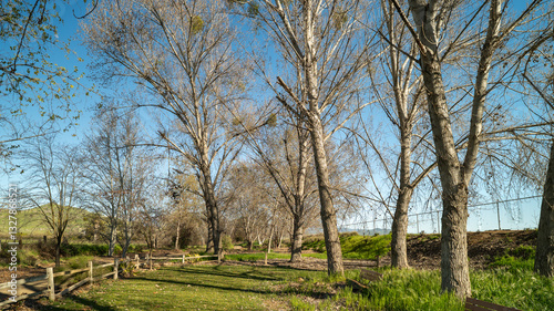 Scenic Garden Path Surrounded by Greenery