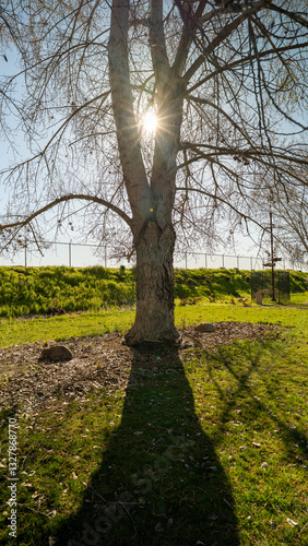 Scenic Garden Path Surrounded by Greenery