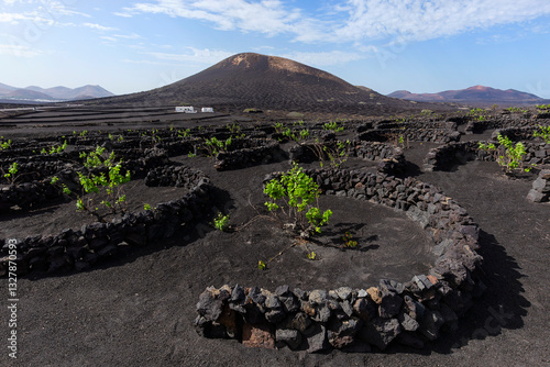 Vineyards on black volcanic soil in La Geria area, Lanzarote, Canary Islands, Spain