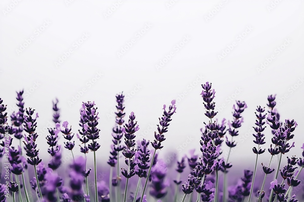 Fototapeta premium Grayscale garden with only the deep purple of a lavender field remaining in color adding a dreamy effect