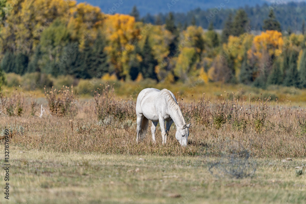 Fototapeta premium The horse (Equus ferus caballus) is a domesticated, one-toed, hoofed mammal. Elk Ranch Flats Turnout, Wyoming. Grand Teton National Park.