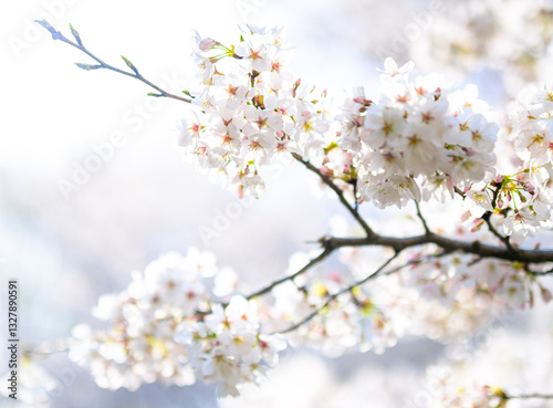 春の日差しで透き通る桜