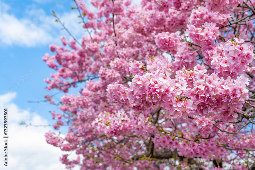 静岡県賀茂郡南伊豆町 青野川沿いの河津桜 静岡県賀茂郡南伊豆町 青野川沿いの河津桜