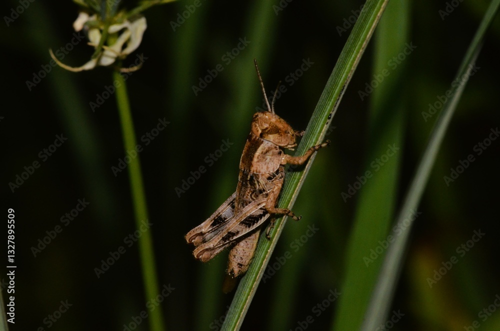 Small Grasshopper Small Grasshopper