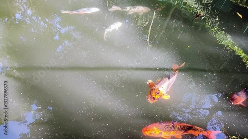 A group of koi fish swimming in water. The sun shimmers on the scales