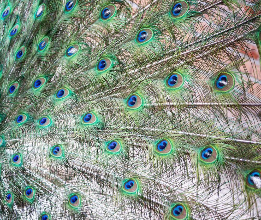 Fototapeta premium peacock feathers for background