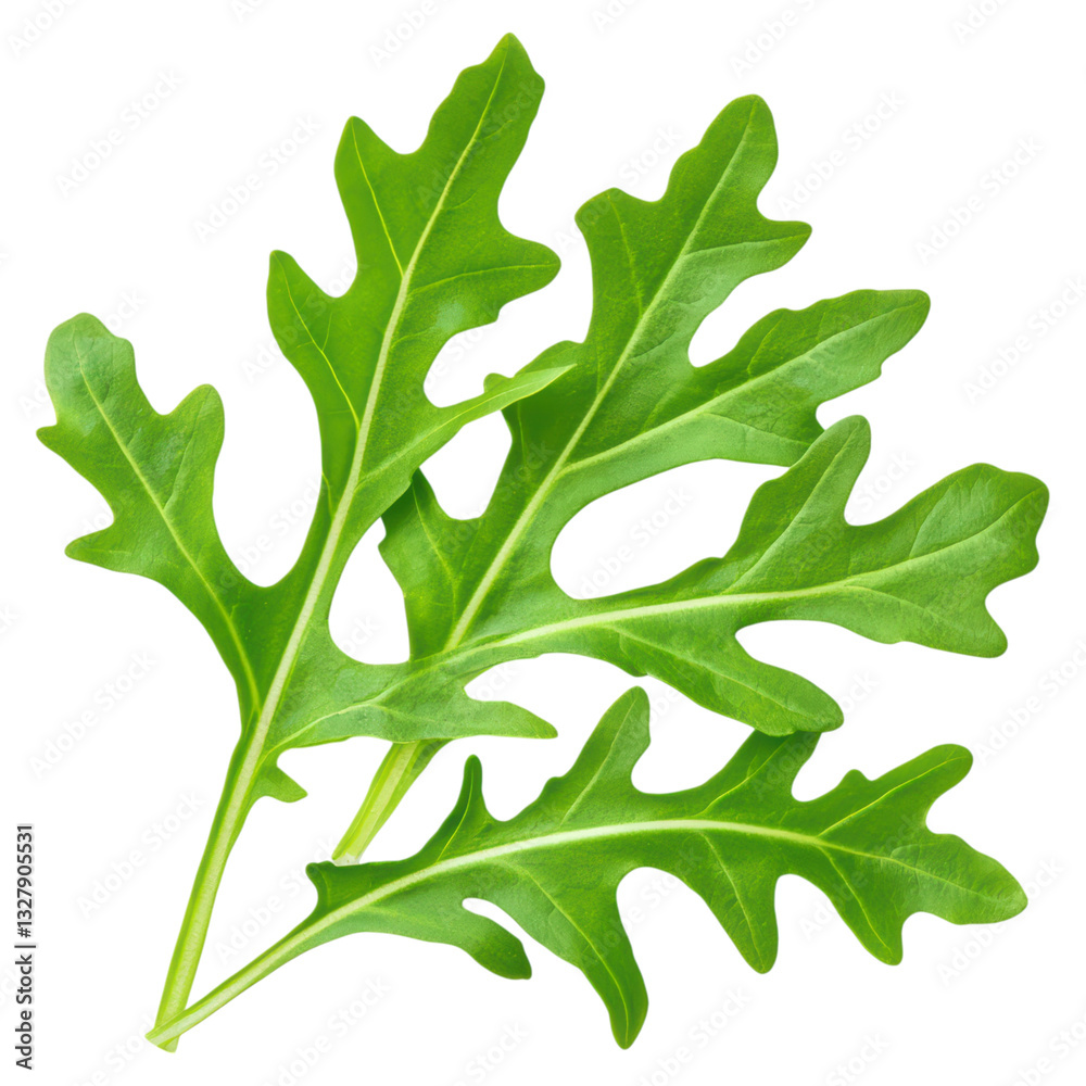Fototapeta premium Fresh Arugula Leaves With Peppery Flavor Isolated On White Background, isolated on transparent background.