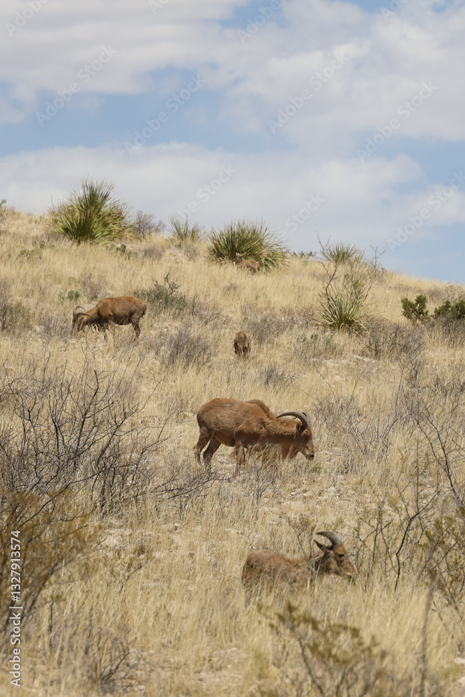 Barbary sheep herd in the wild Barbary sheep herd in the wild