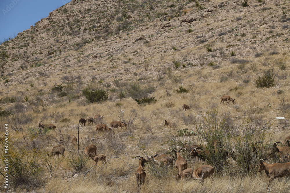 Fototapeta premium Barbary sheep herd in the wild