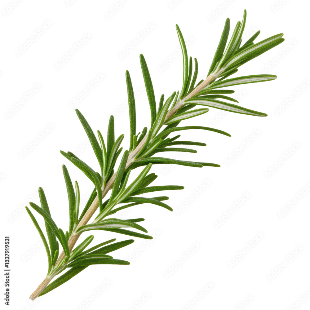 Fototapeta premium Fresh Aromatic Rosemary Leaves Herb Isolated on White Background for Culinary and Design Use, isolated on transparent background.