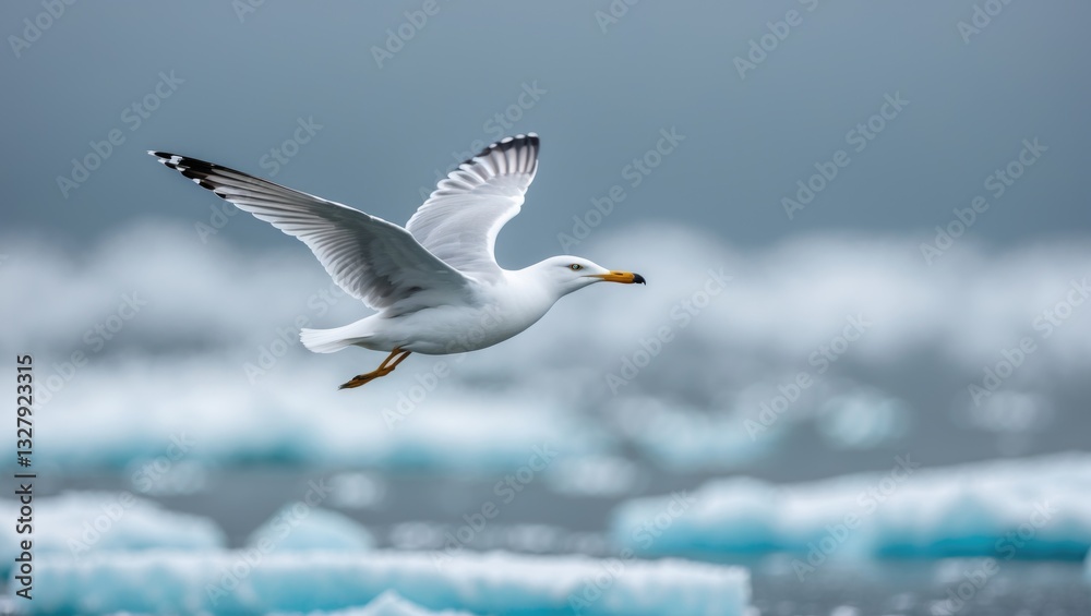 Seagull soaring above pack ice in the Ocean. Seagull soaring above pack ice in the Ocean.