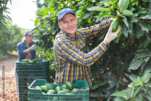 Happy gardener picking green avocados from leafy fruit trees in a large fruit farm