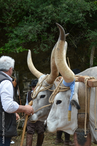 La Barabbata Marta, Viterbo, pesci di lago, lucci, carpe, lattarino, cavedani, ortaggi, frutti e tori maremmani 