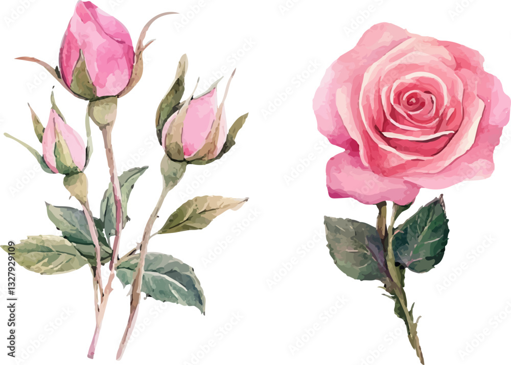 Fototapeta premium pink rose on white background