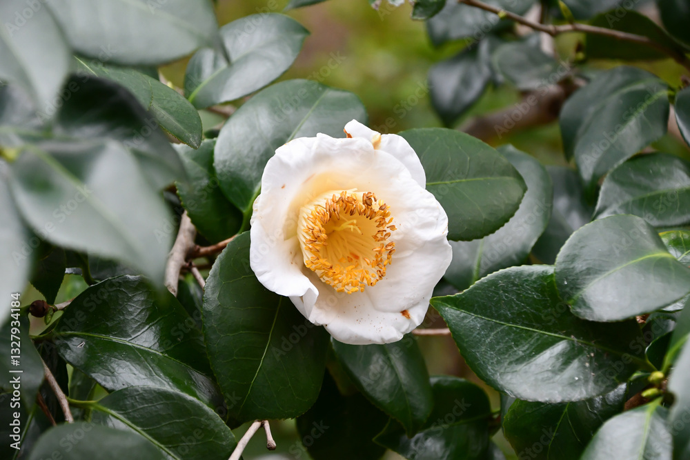 Obraz premium 白い椿の花