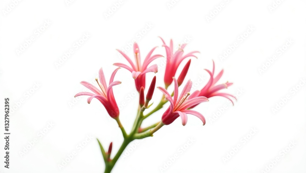 Isolated red honeysuckle flowers set against a white background. Isolated red honeysuckle flowers set against a white background.
