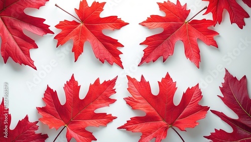 Closeup view of red autumn grape branch with five leaves set against a white background. Foliage from a tree. photo