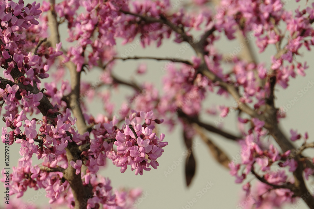 Cercis canadensis, eastern redbud tree blooms during spring season closeup in nature. Cercis canadensis, eastern redbud tree blooms during spring season closeup in nature.